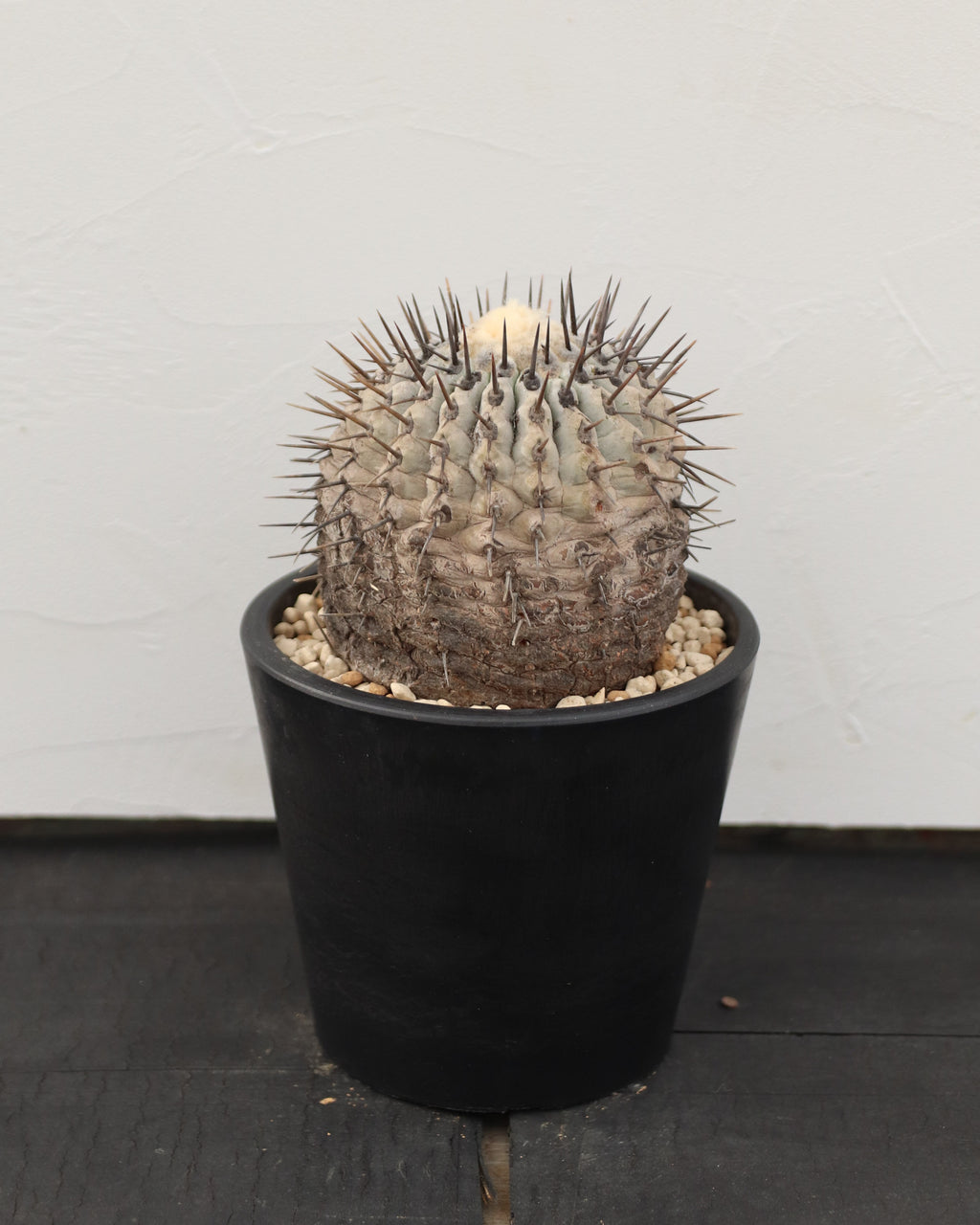 Copiapoa Cinerea 黒王丸