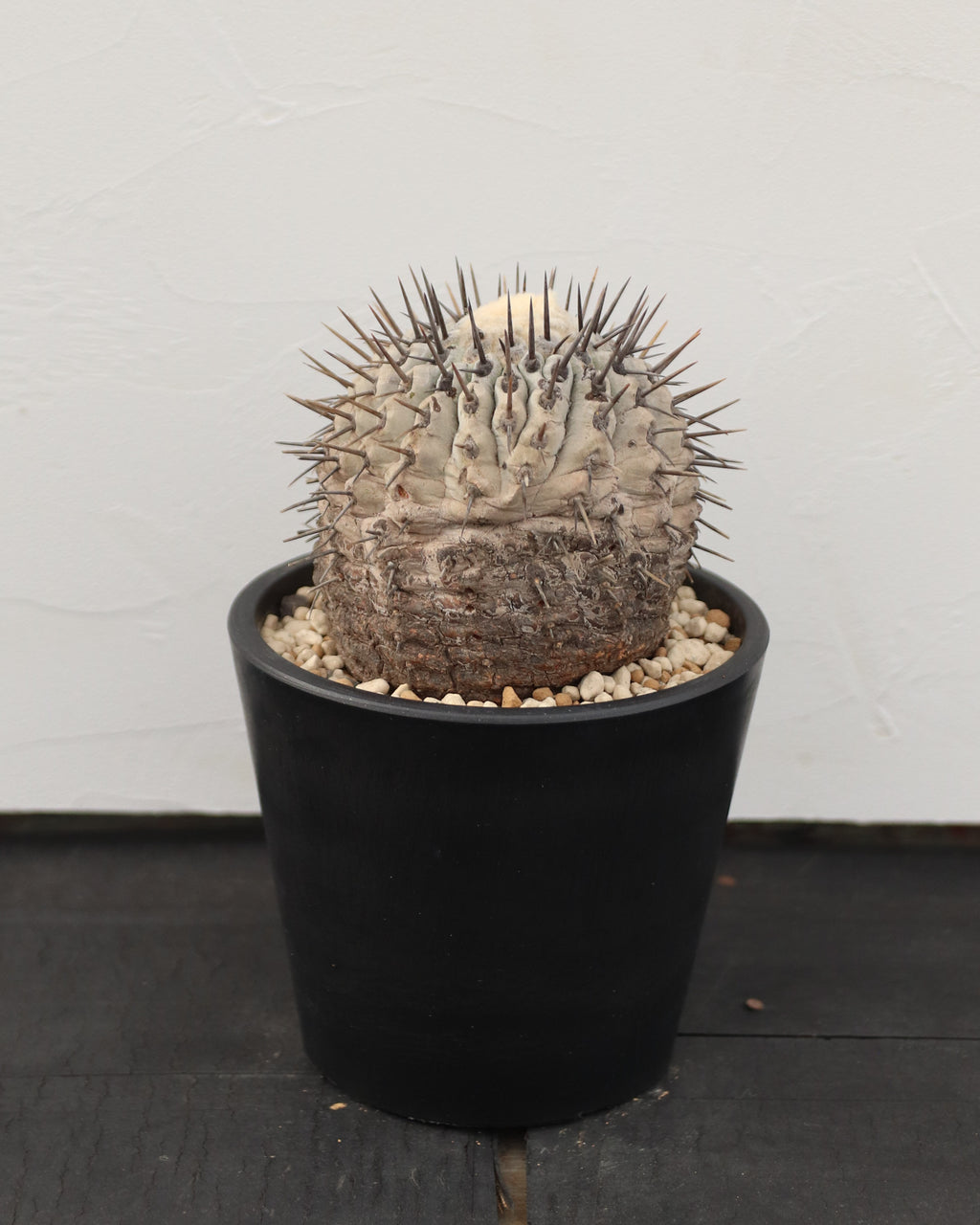 Copiapoa Cinerea 黒王丸