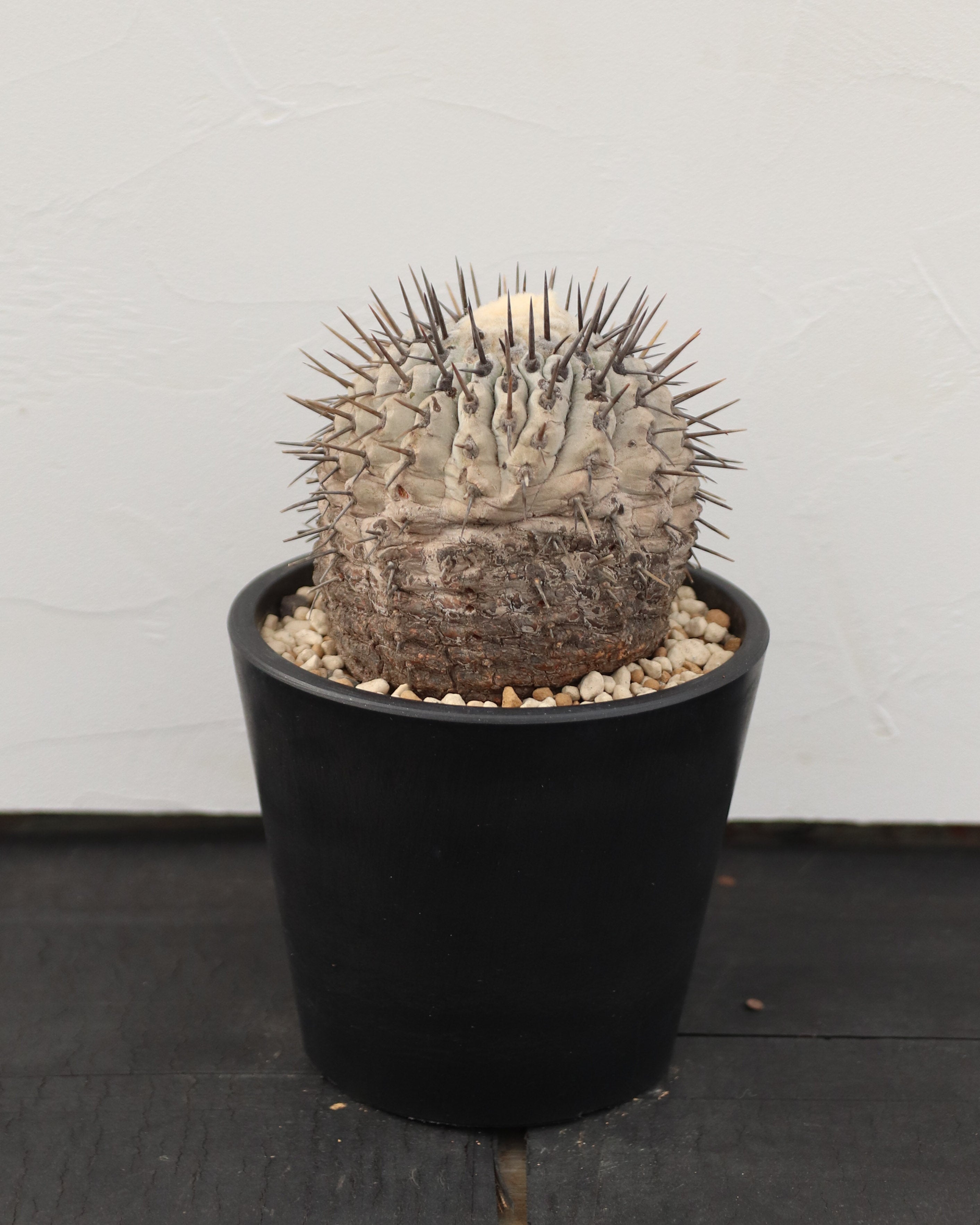 Copiapoa Cinerea 黒王丸