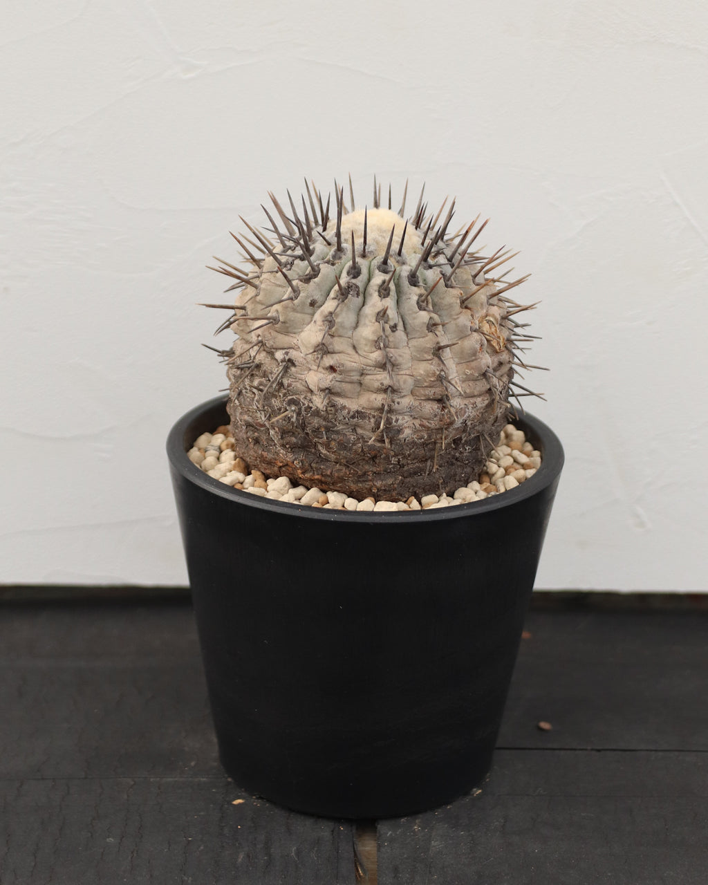 Copiapoa Cinerea 黒王丸
