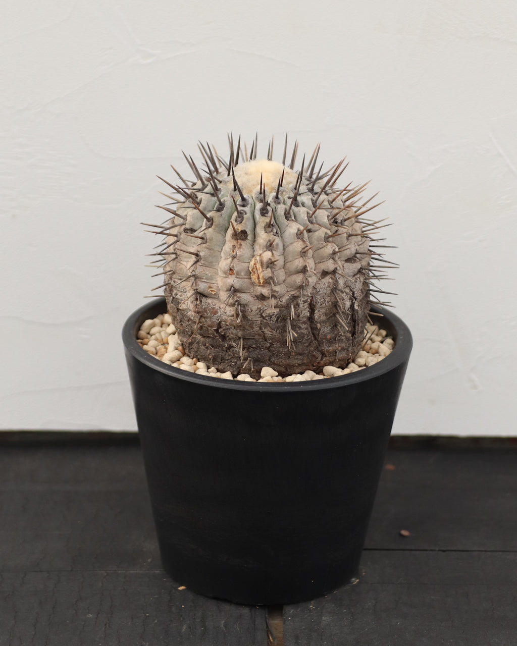 Copiapoa Cinerea 黒王丸