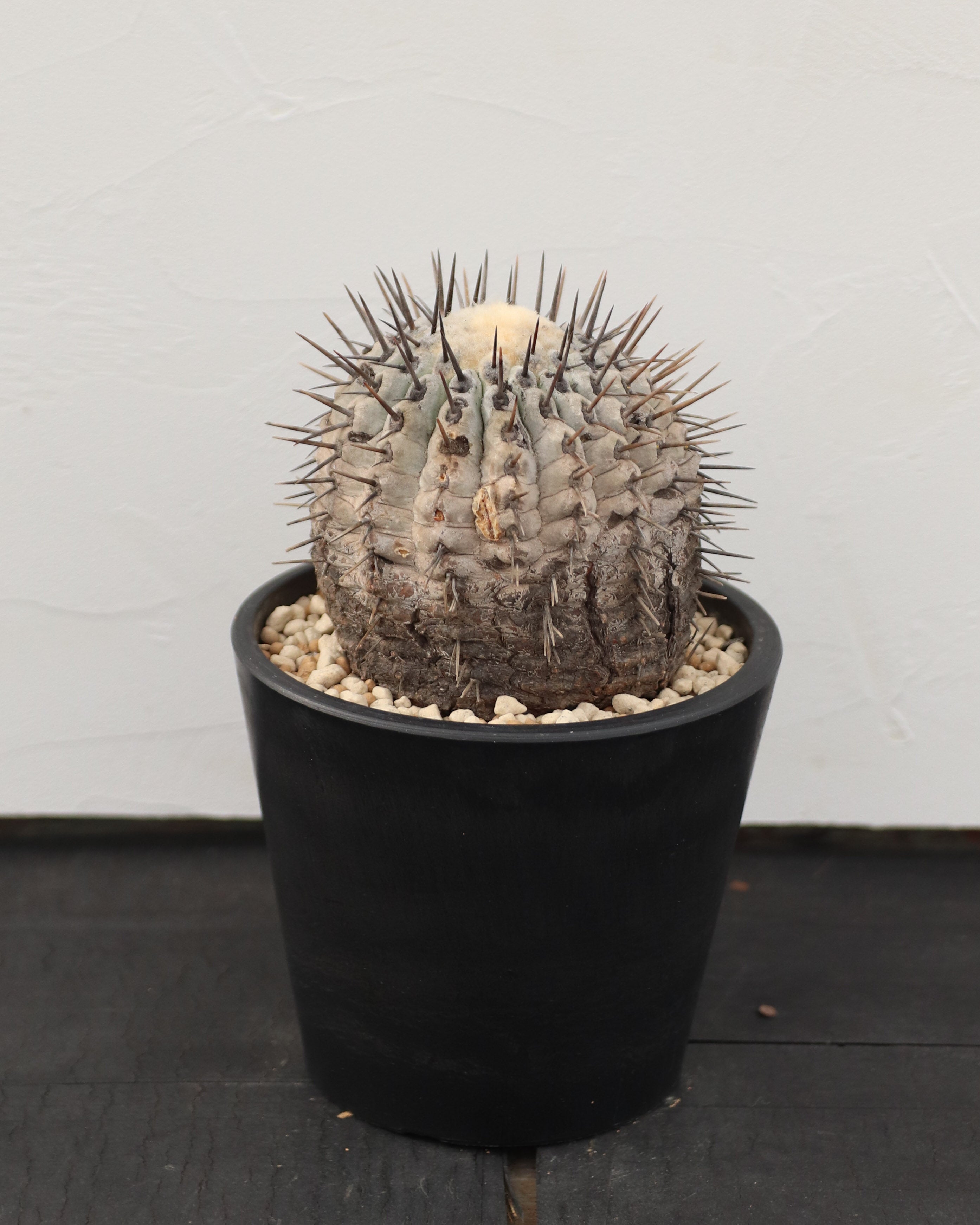 Copiapoa Cinerea 黒王丸