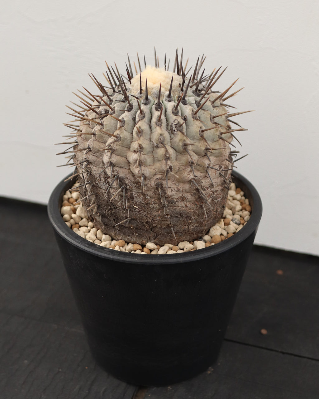 Copiapoa Cinerea 黒王丸
