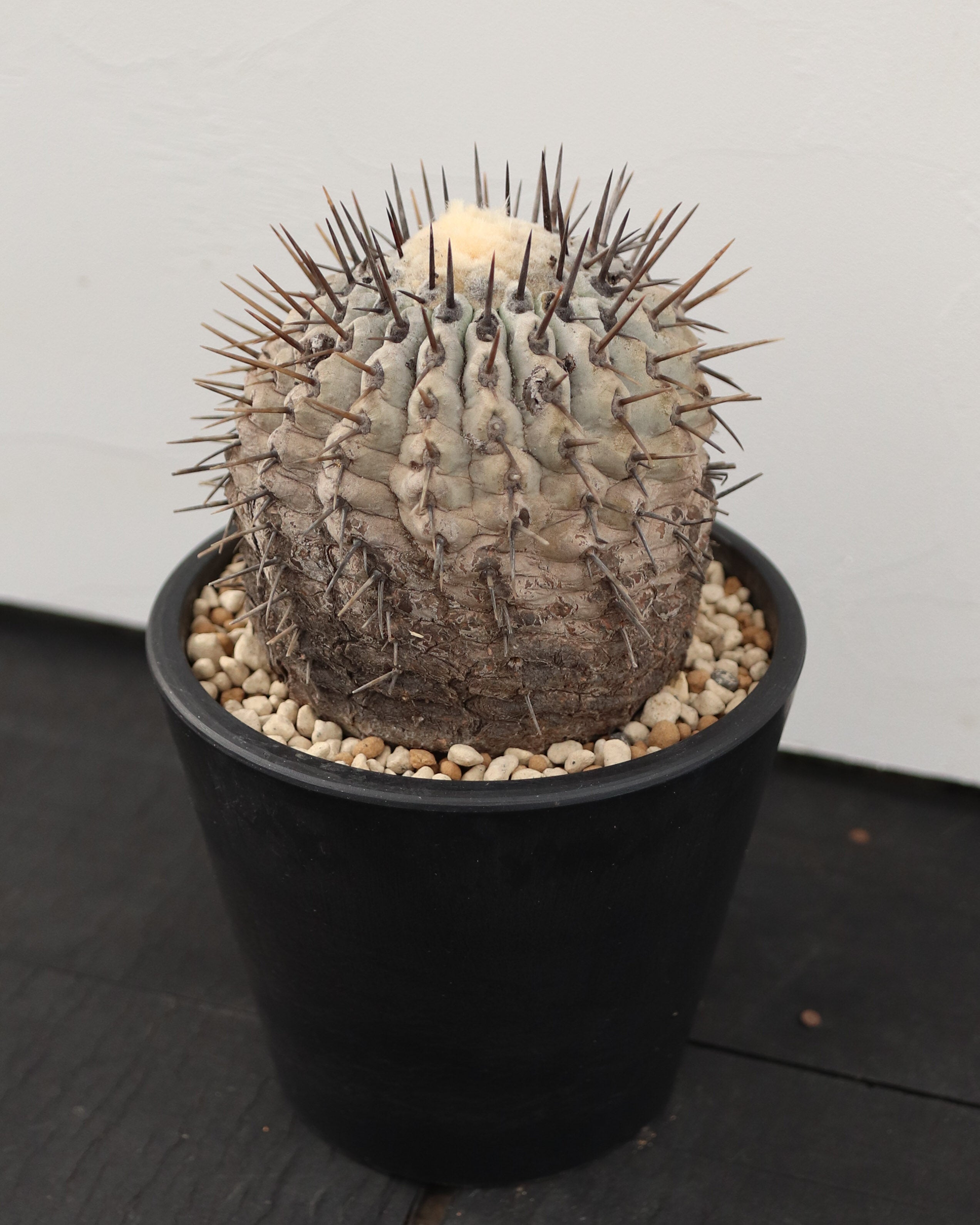 Copiapoa Cinerea 黒王丸