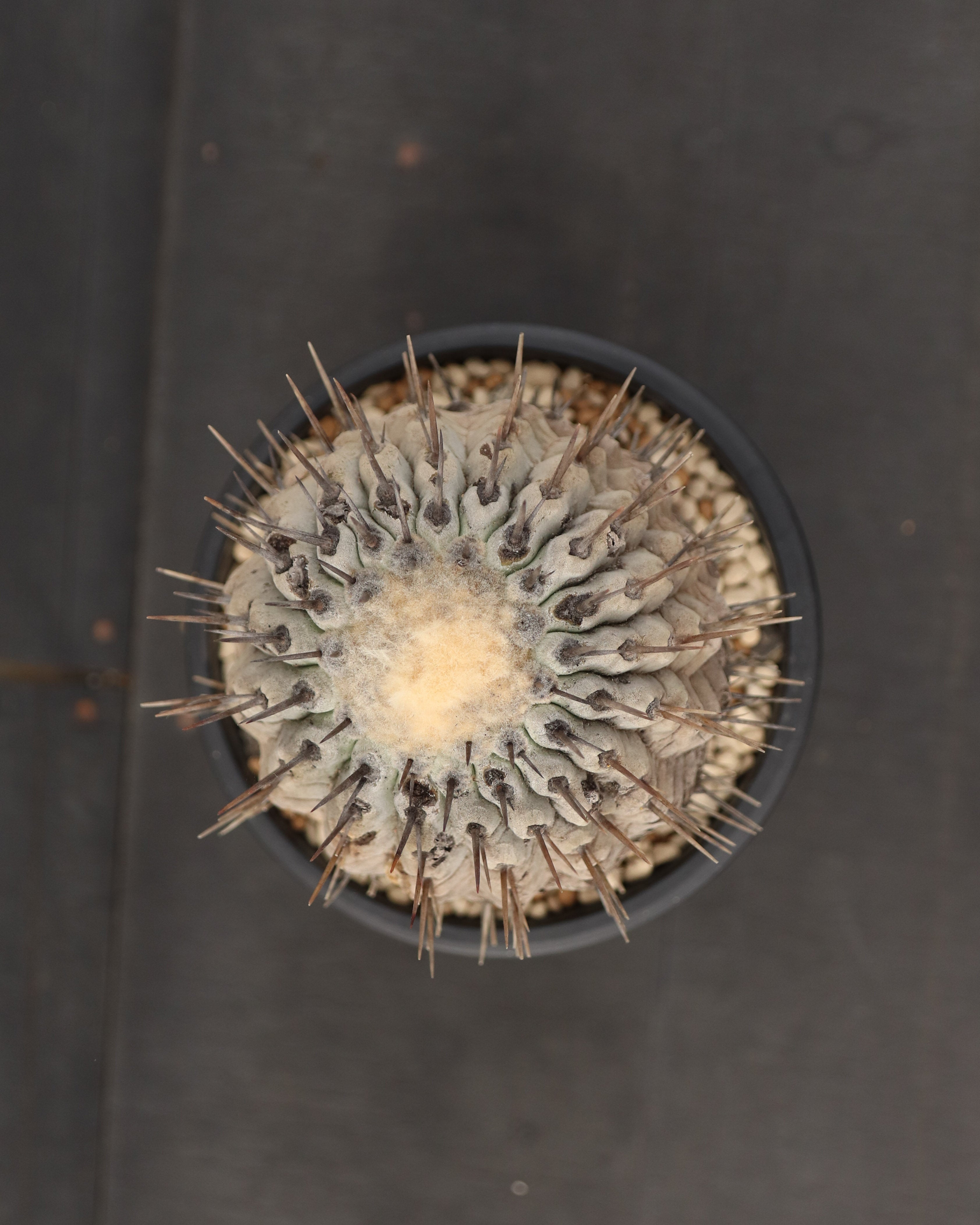 Copiapoa Cinerea 黒王丸