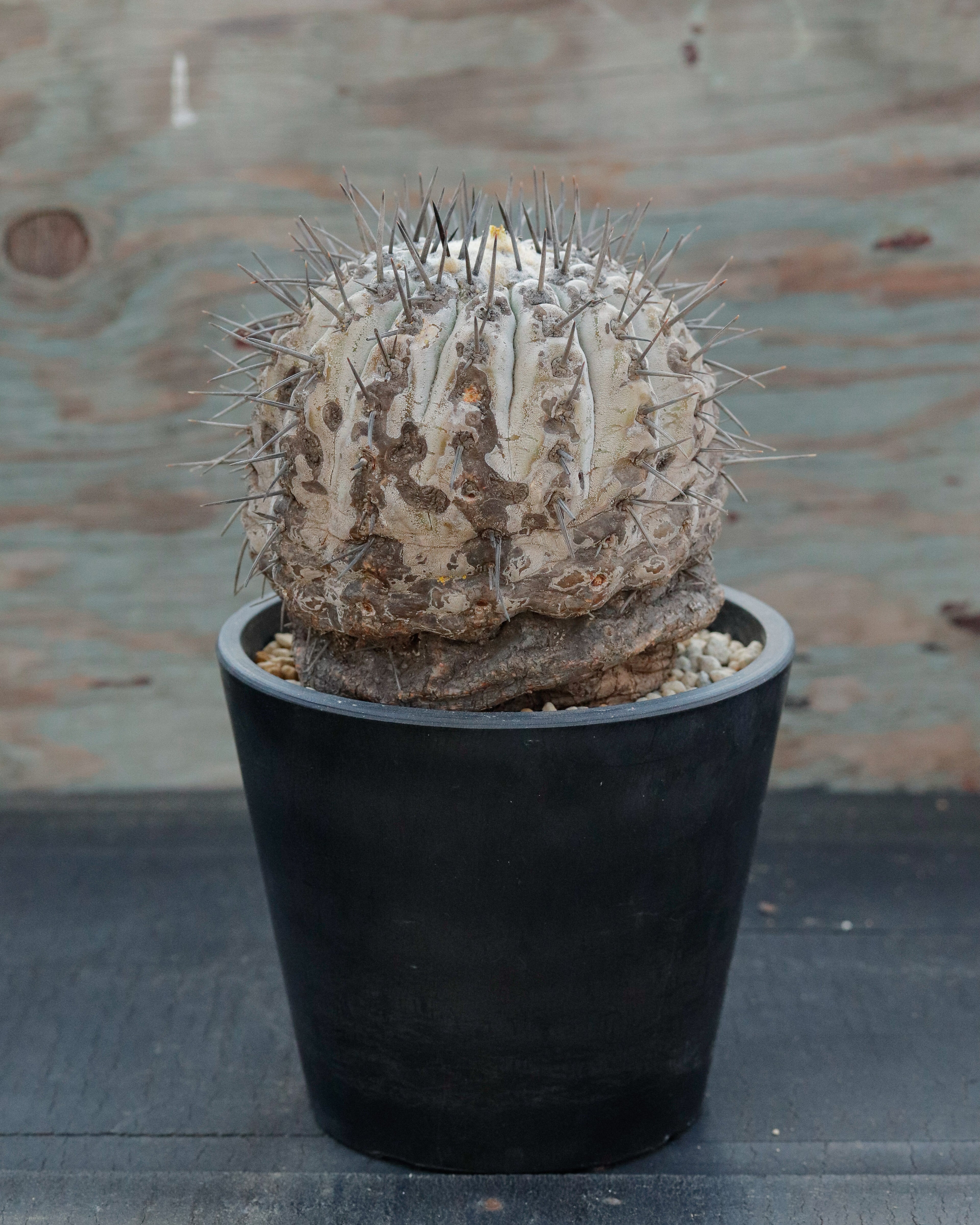 Copiapoa Cinerea 黒王丸 ①