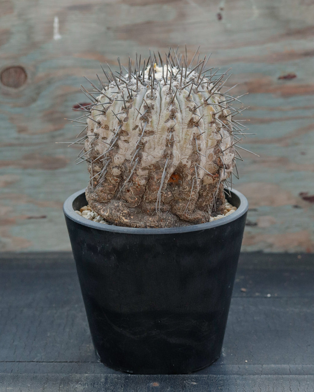 Copiapoa Cinerea 黒王丸 ①