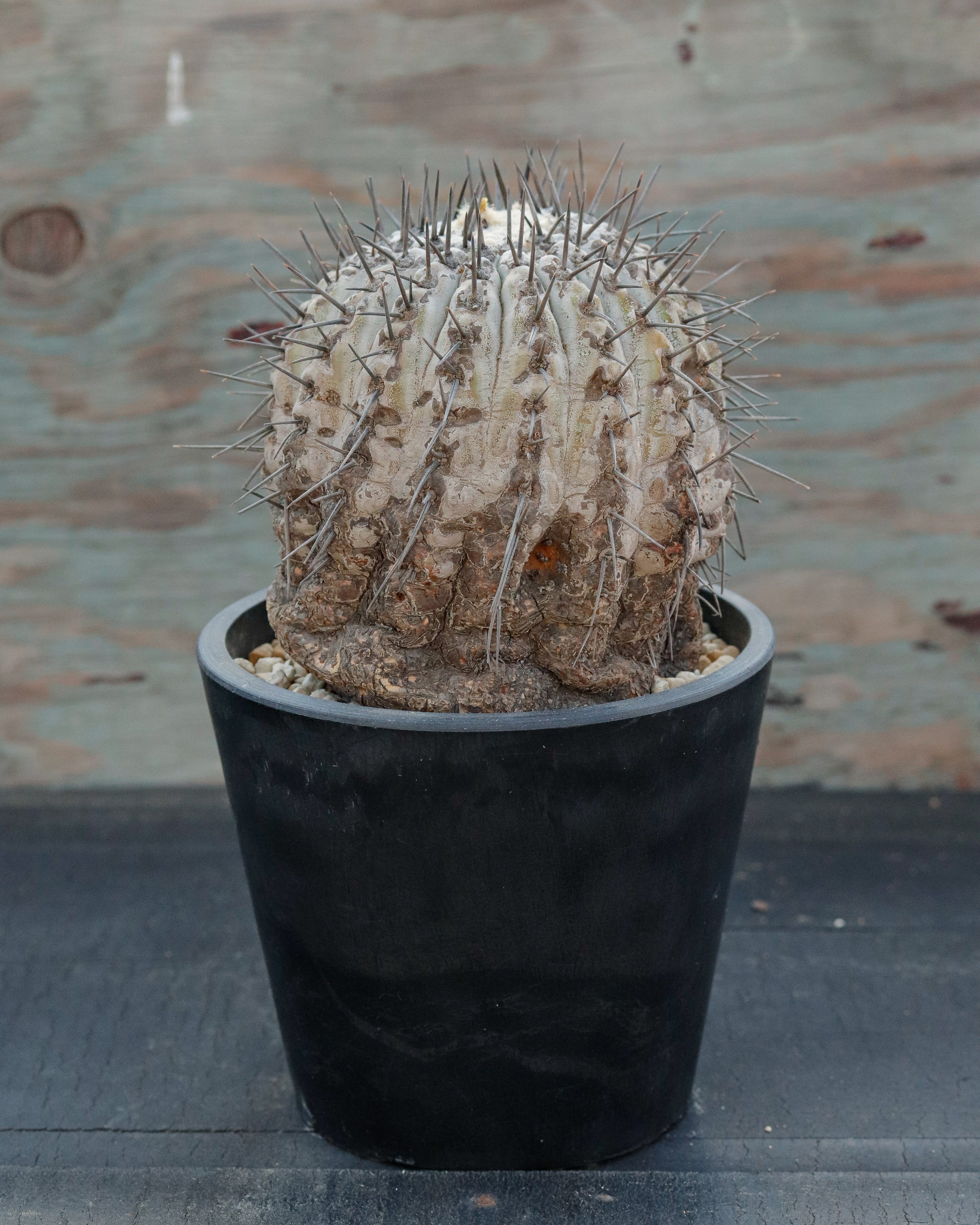 Copiapoa Cinerea 黒王丸 ①
