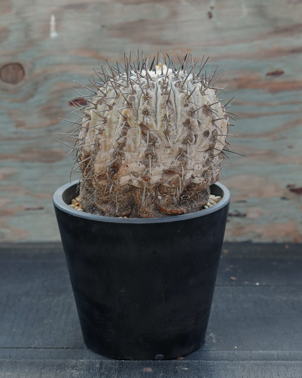 Copiapoa Cinerea 黒王丸 ①
