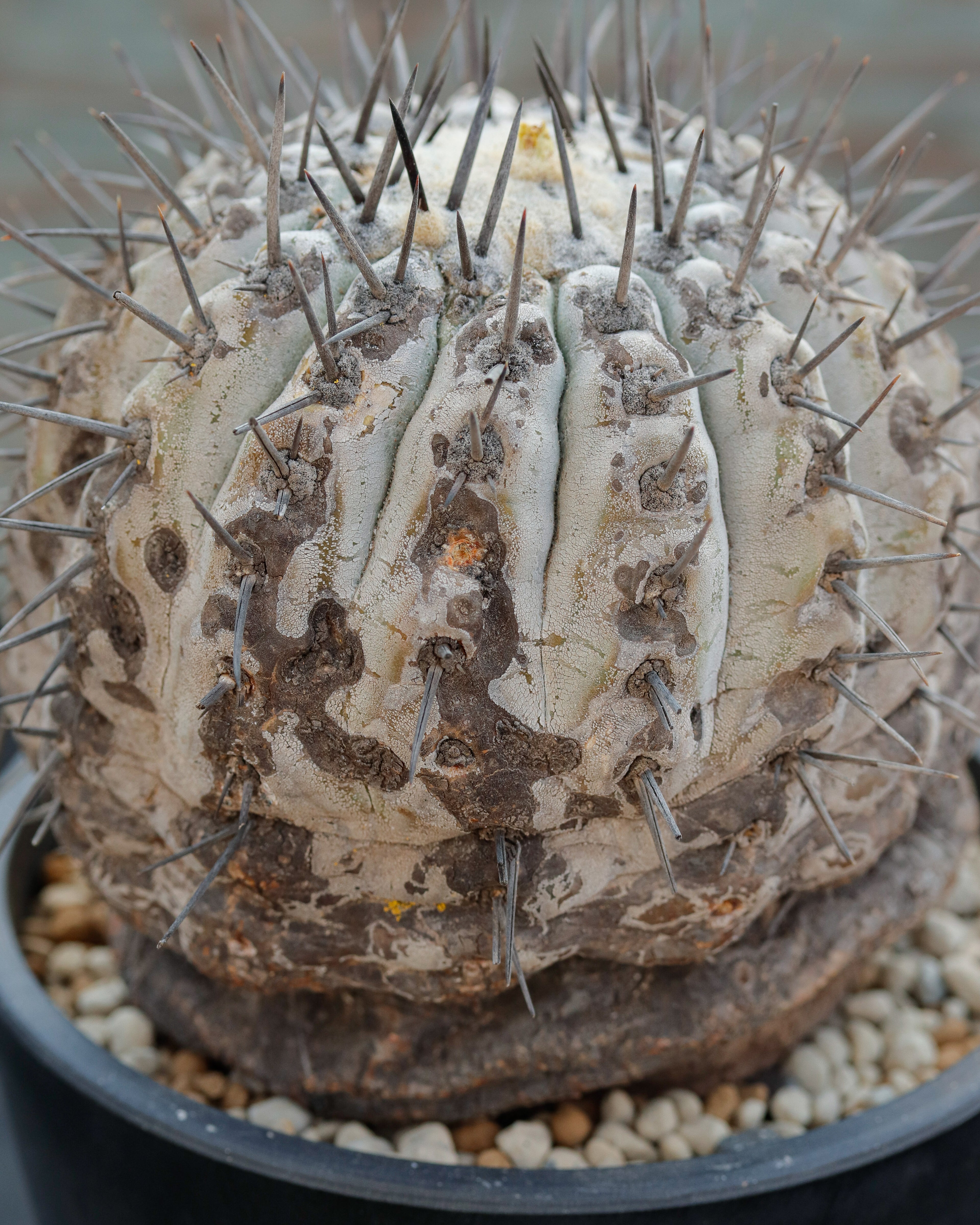 Copiapoa Cinerea 黒王丸 ①