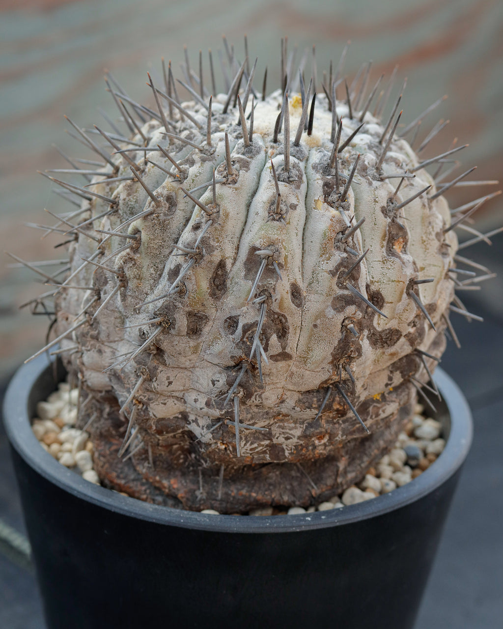 Copiapoa Cinerea 黒王丸 ①