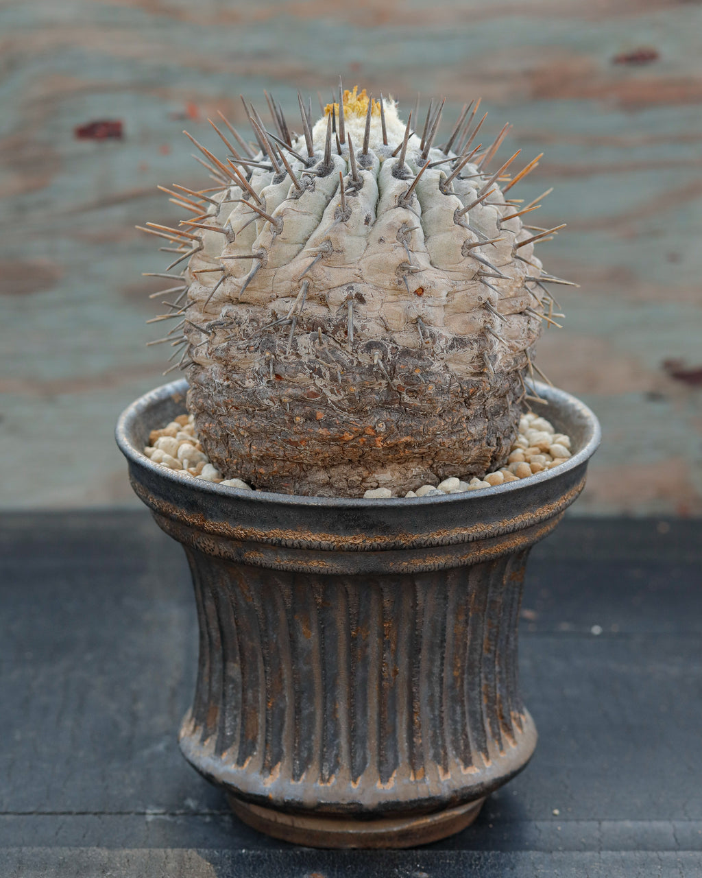 Copiapoa Cinerea 黒王丸 ②