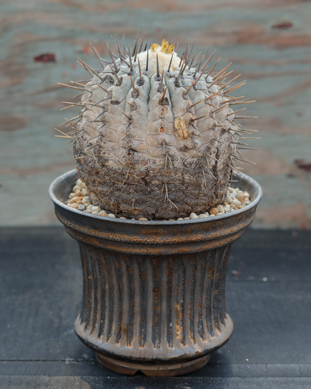 Copiapoa Cinerea 黒王丸 ②