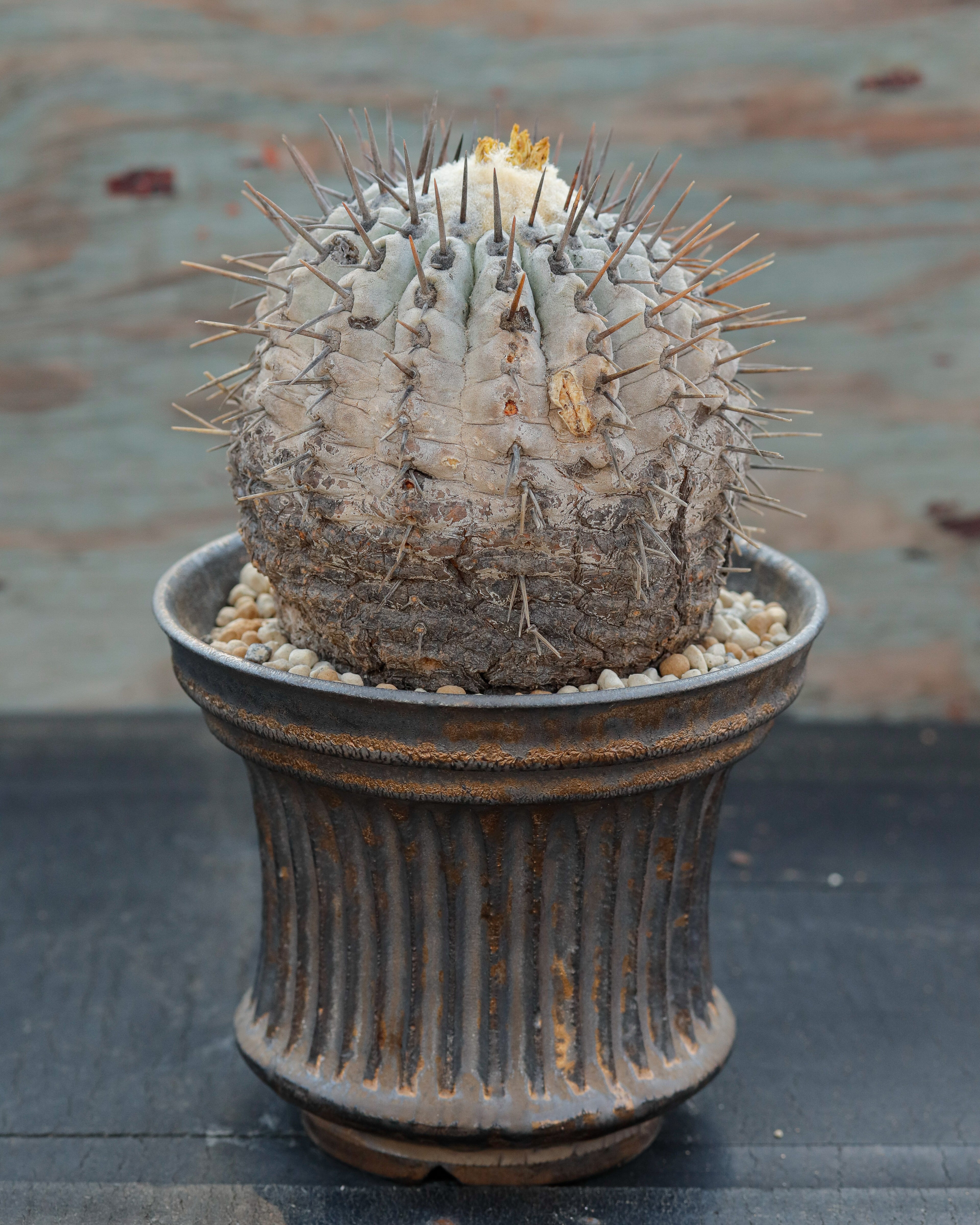 Copiapoa Cinerea 黒王丸 ②