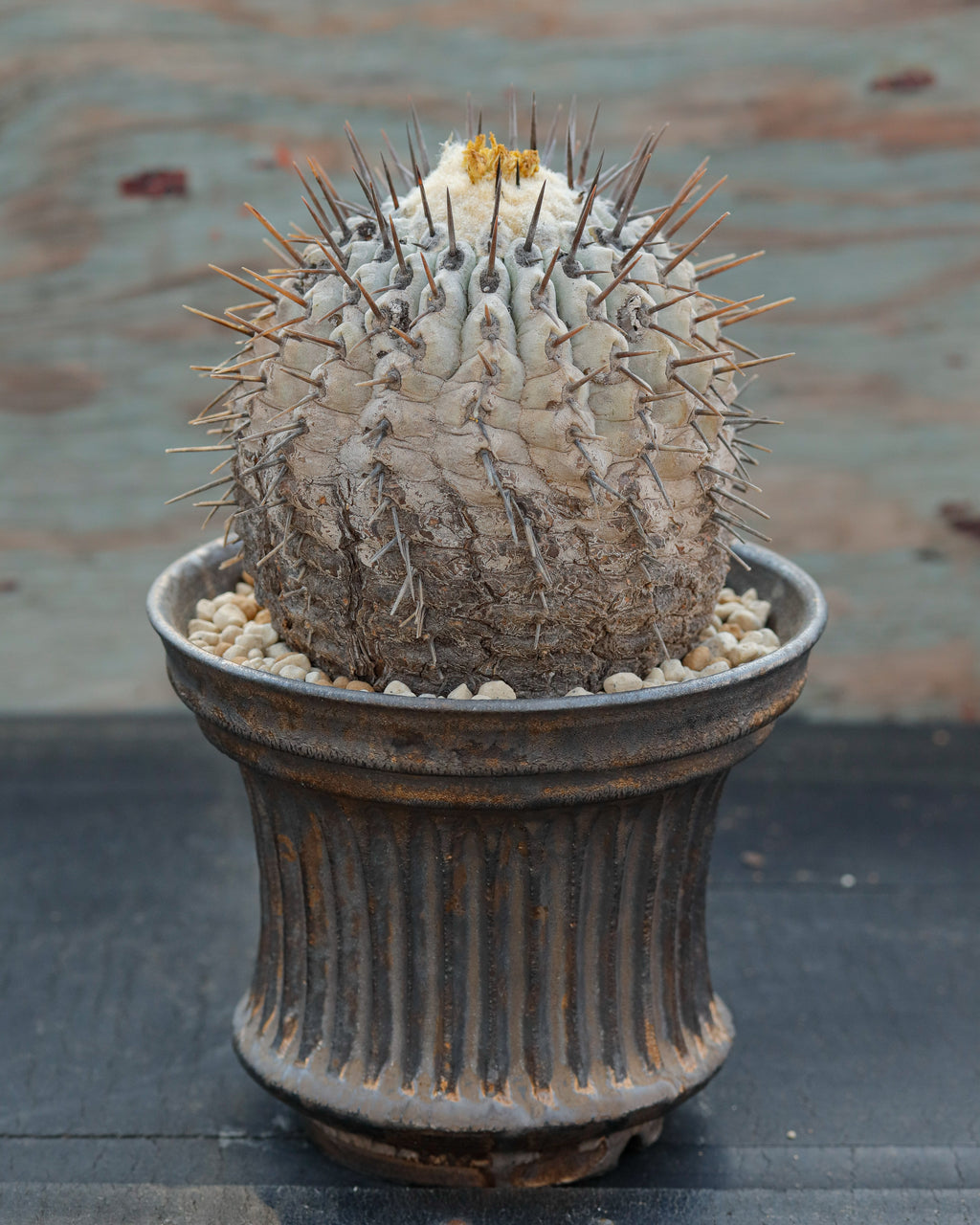 Copiapoa Cinerea 黒王丸 ②