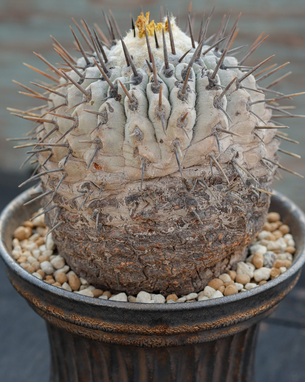 Copiapoa Cinerea 黒王丸 ②