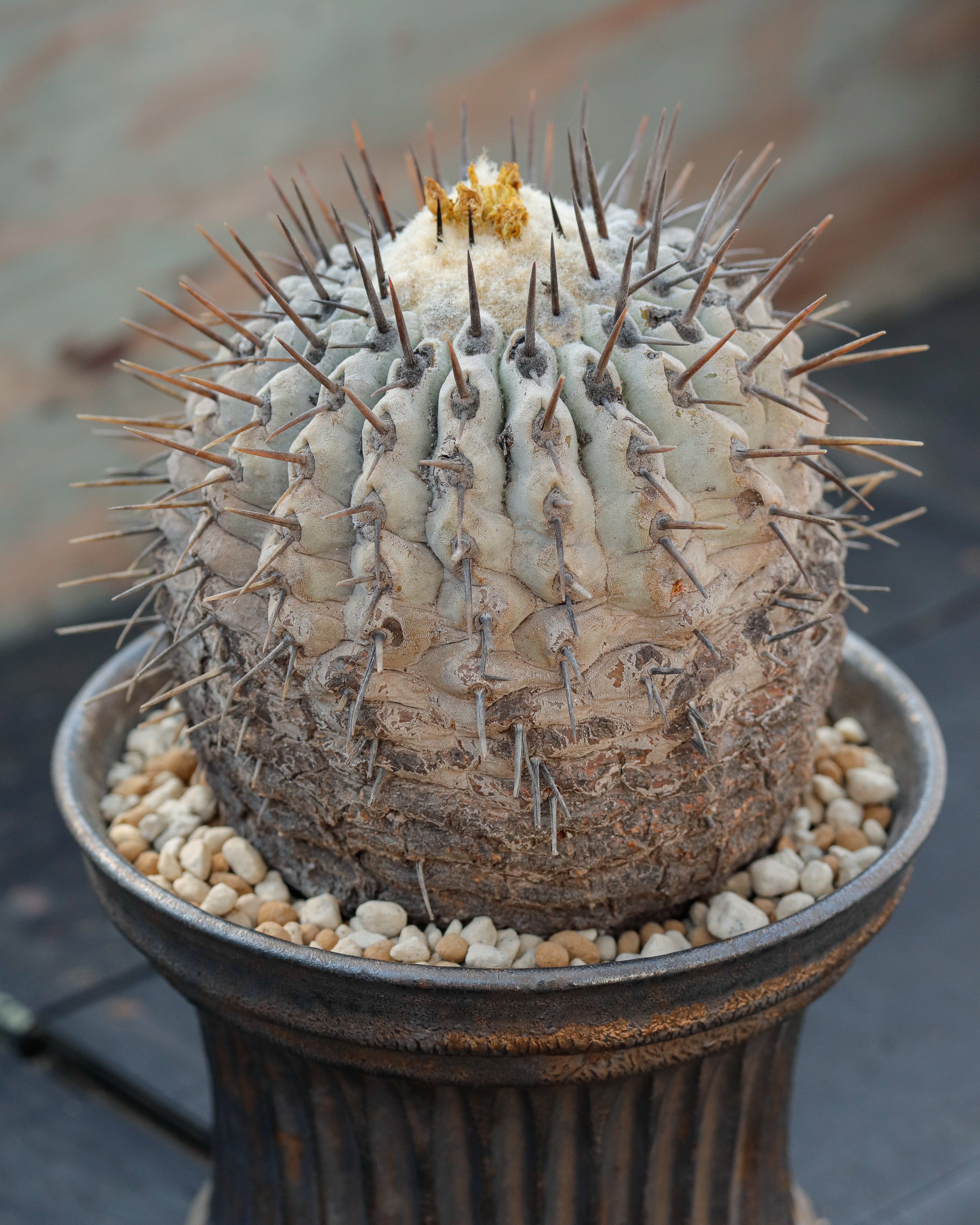 Copiapoa Cinerea 黒王丸 ②