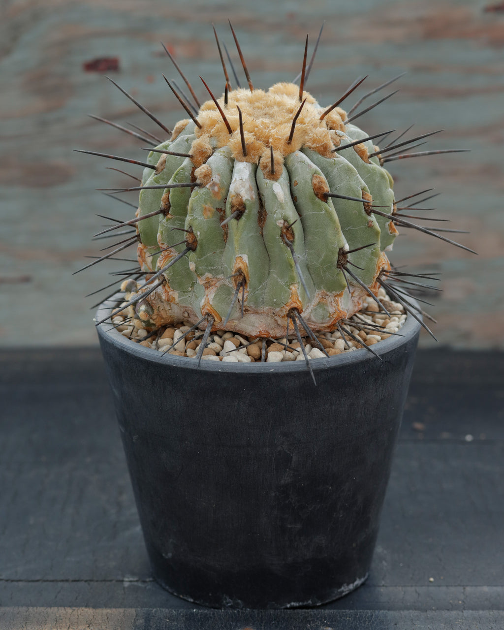 Copiapoa cinerea v. dealbata