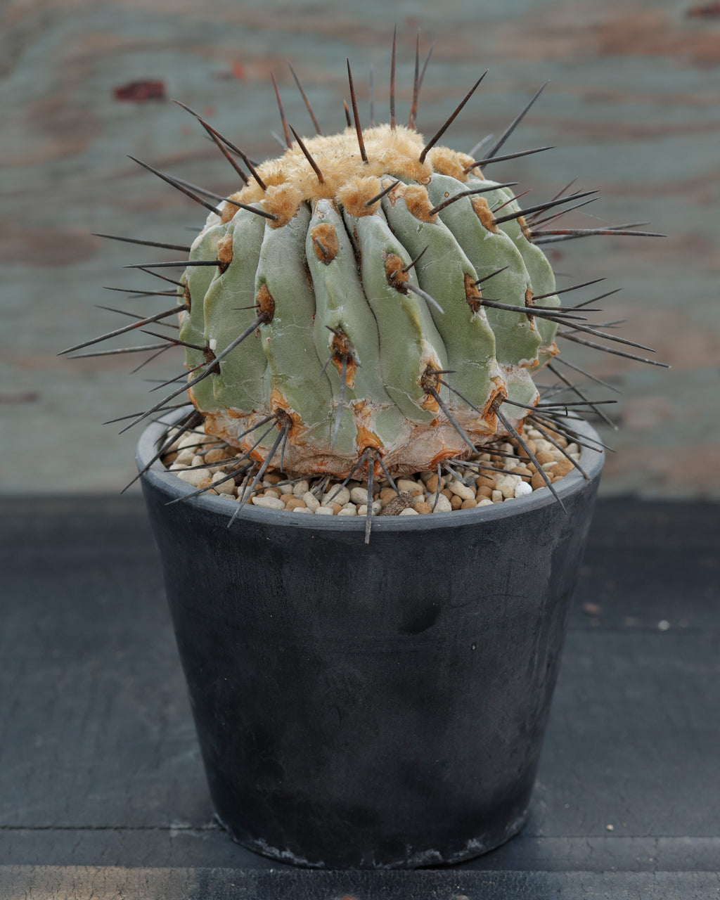 Copiapoa cinerea v. dealbata