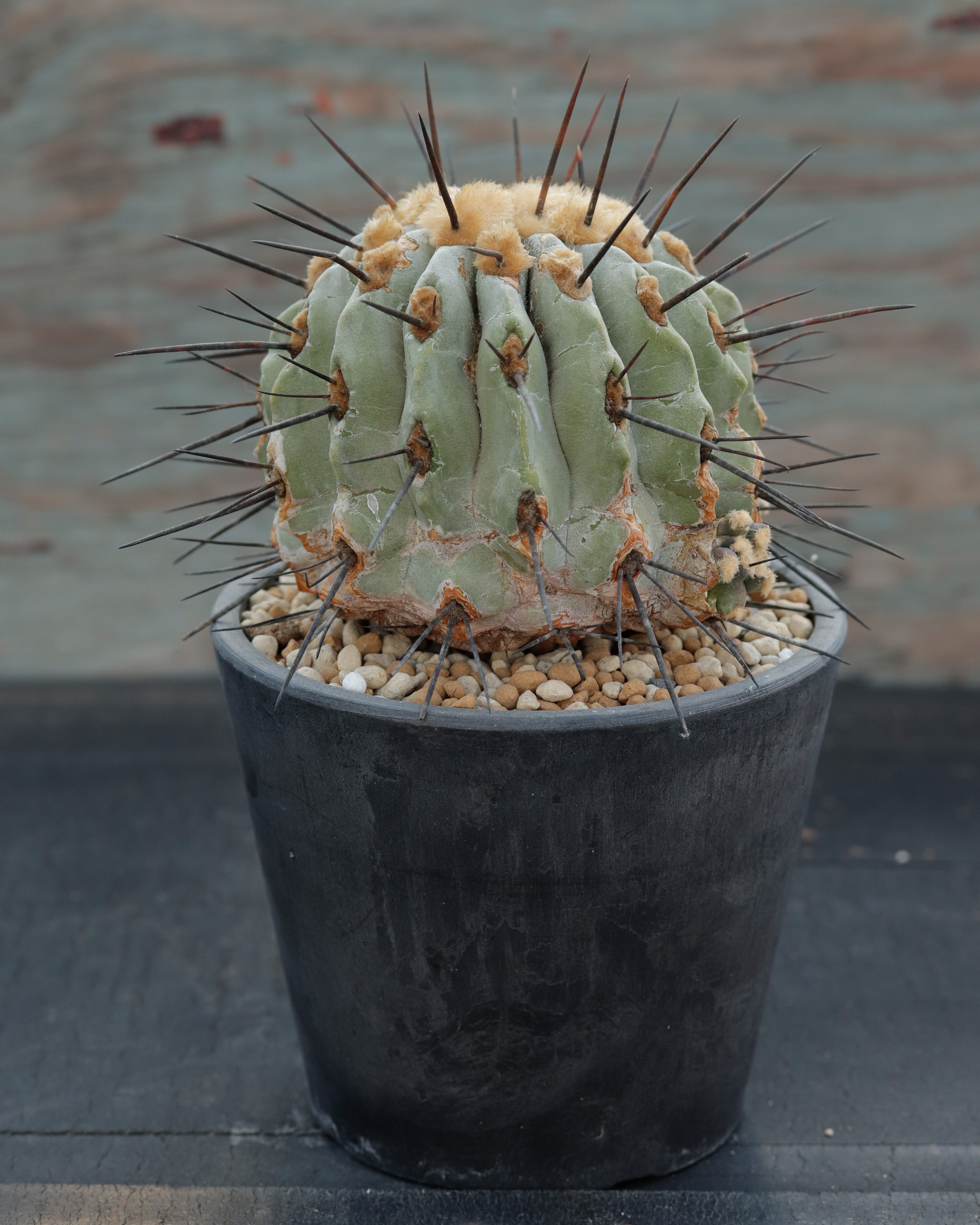 Copiapoa cinerea v. dealbata