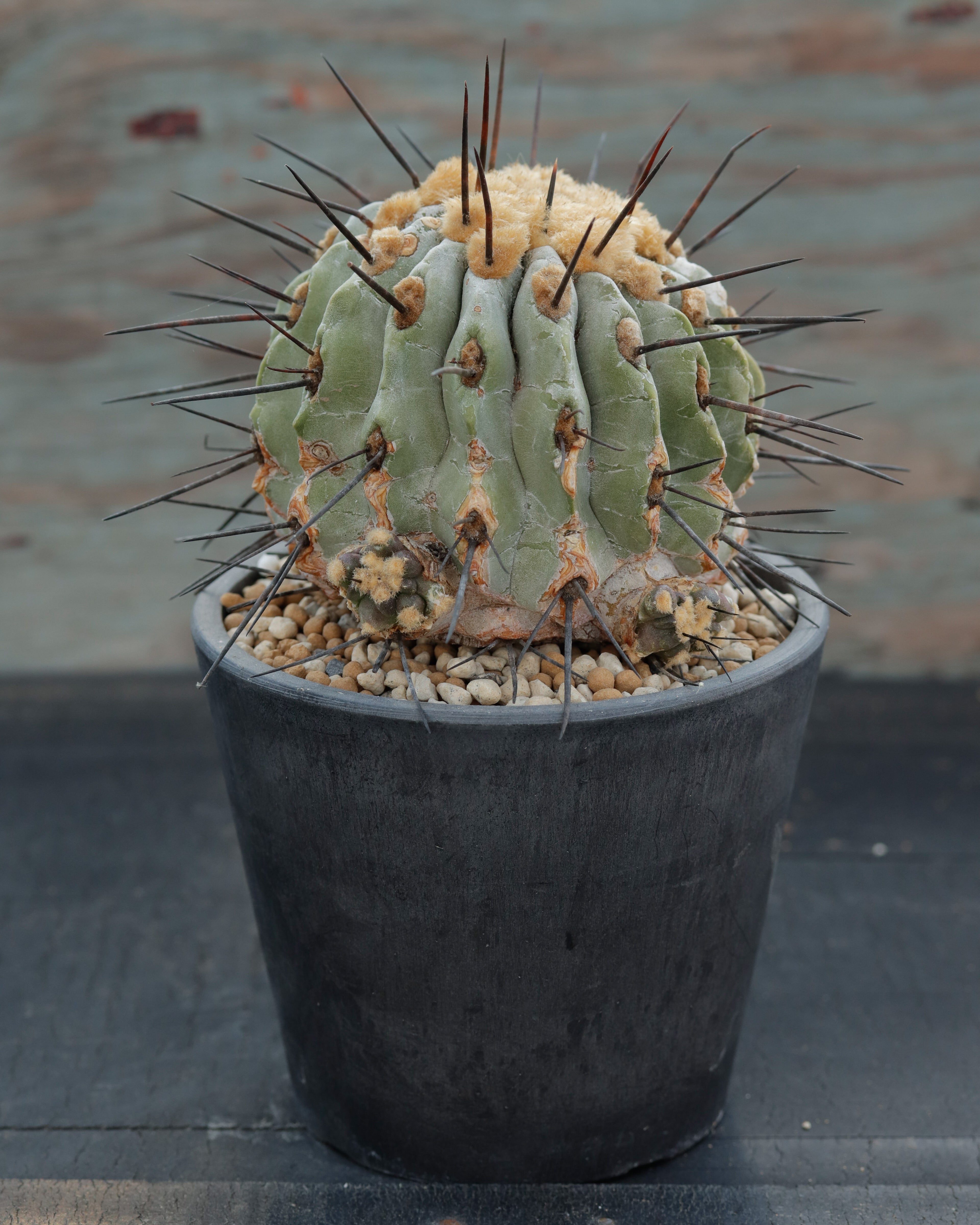 Copiapoa cinerea v. dealbata