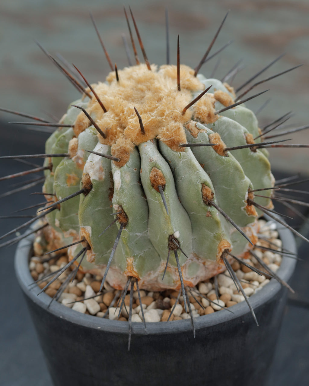 Copiapoa cinerea v. dealbata