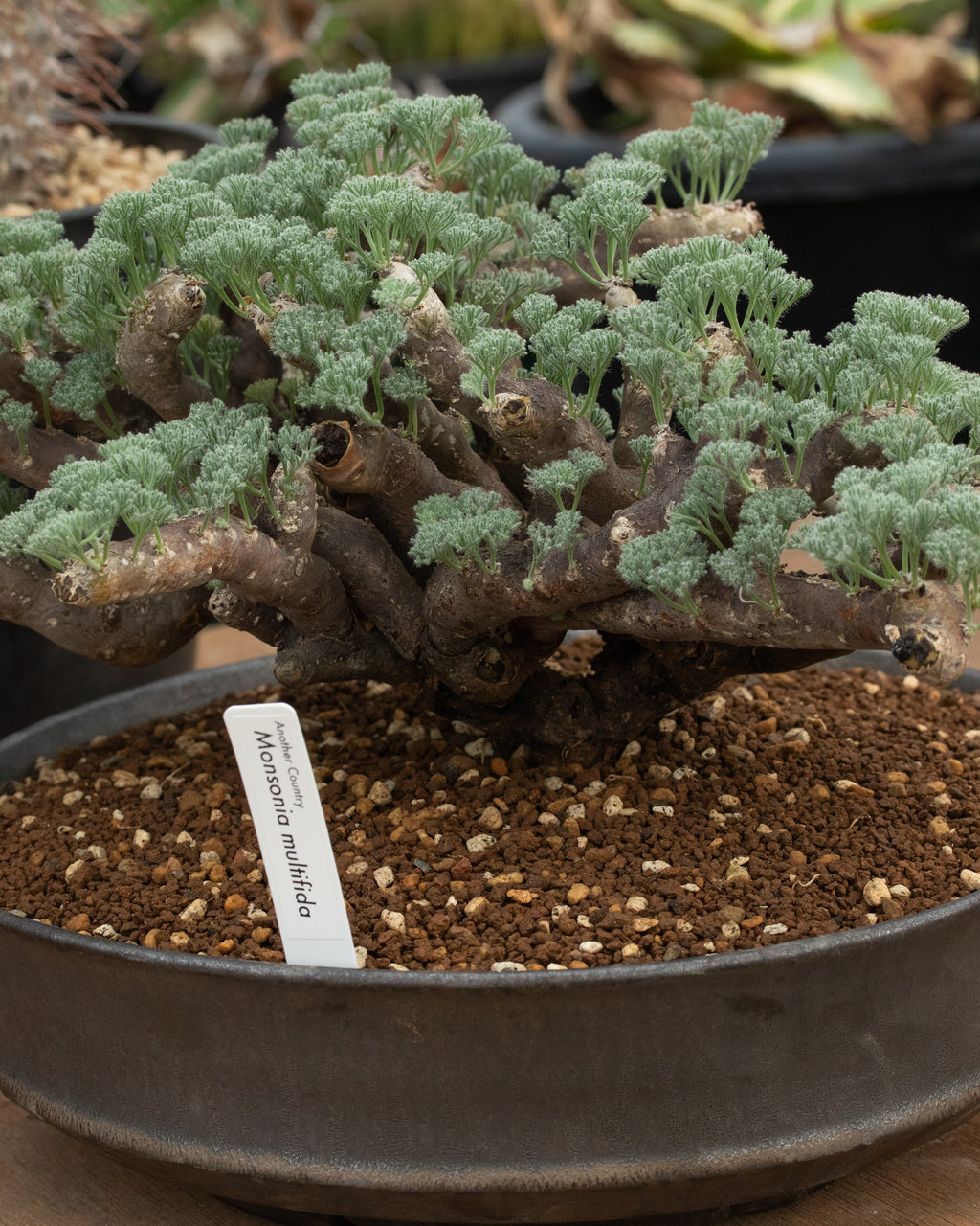 Monsonia Multifida